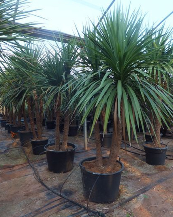 DRACENA INDIVISA