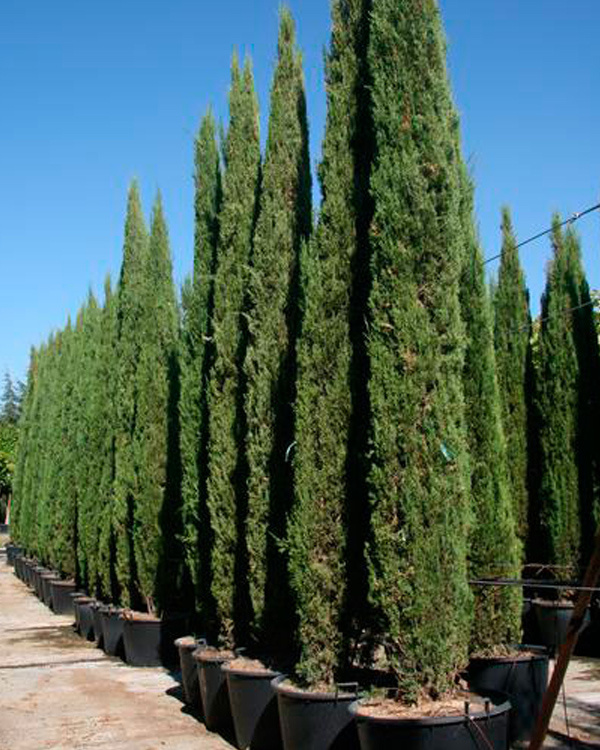 CUPRESSUS STRICTA