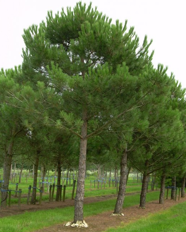 PINUS PINEA