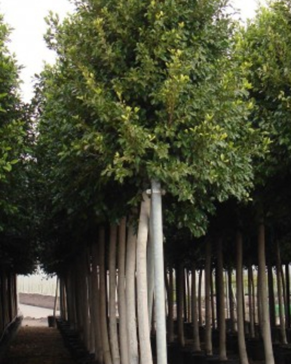 FICUS NITIDA